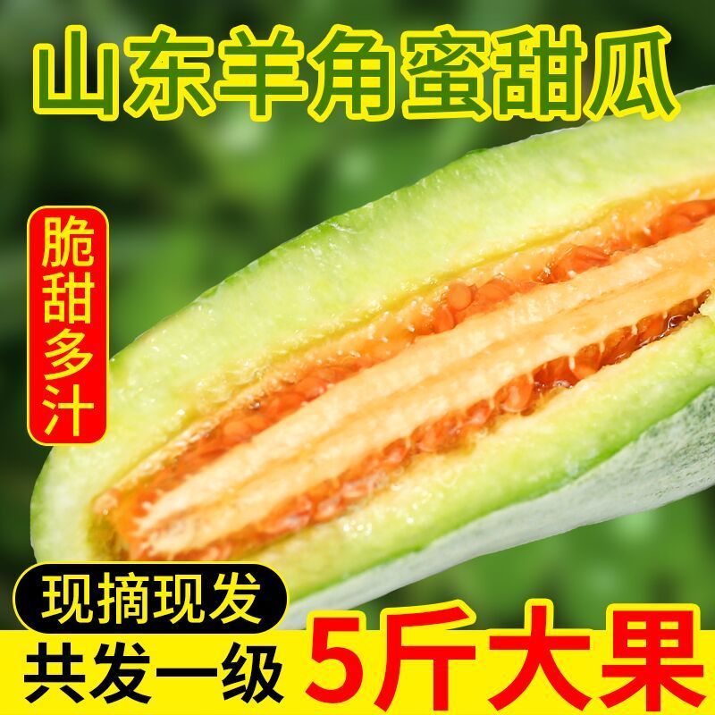 山东羊角蜜甜瓜头茬现摘大果当季新鲜脆甜香瓜蜜瓜孕妇水果包邮 - 图0