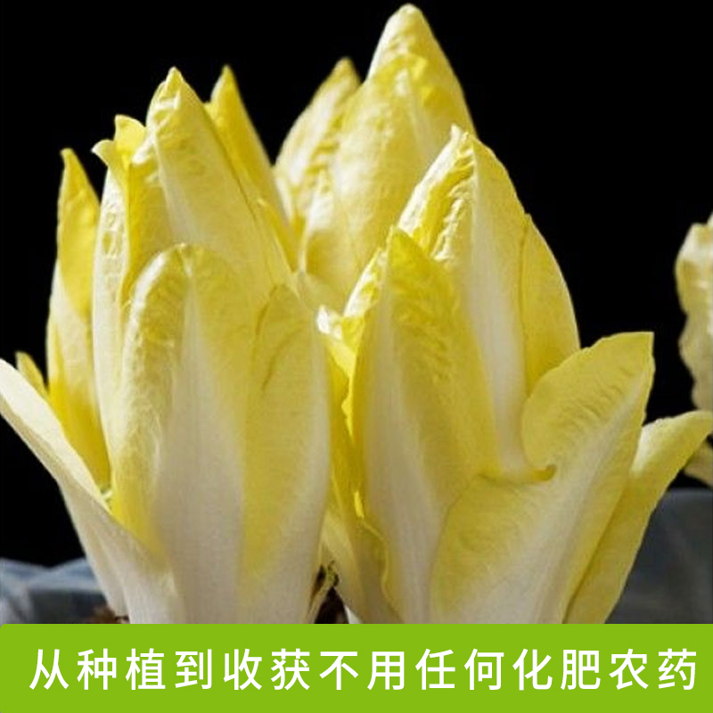 金玉兰菜新鲜芽球软化菊苣凉菜沙拉酒店特采配菜生吃即食蔬菜顺丰 - 图1