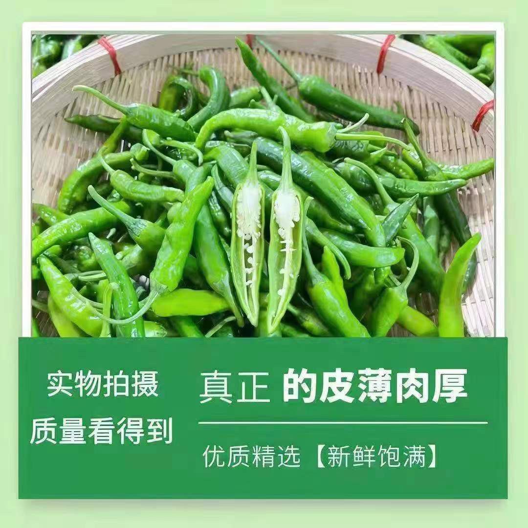 樟树港小辣椒3斤富硒新鲜白辣椒现摘虎皮自制卜辣椒农家湘菜手工3 - 图0