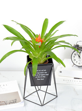 跨境北欧创意简约室内桌面花盆摆件家居装饰品铁艺花架铁皮桶大