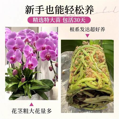基地价蝴蝶兰盆栽多种带花苞出售耐寒花卉绿植室内兰花苗易活鲜花 - 图3