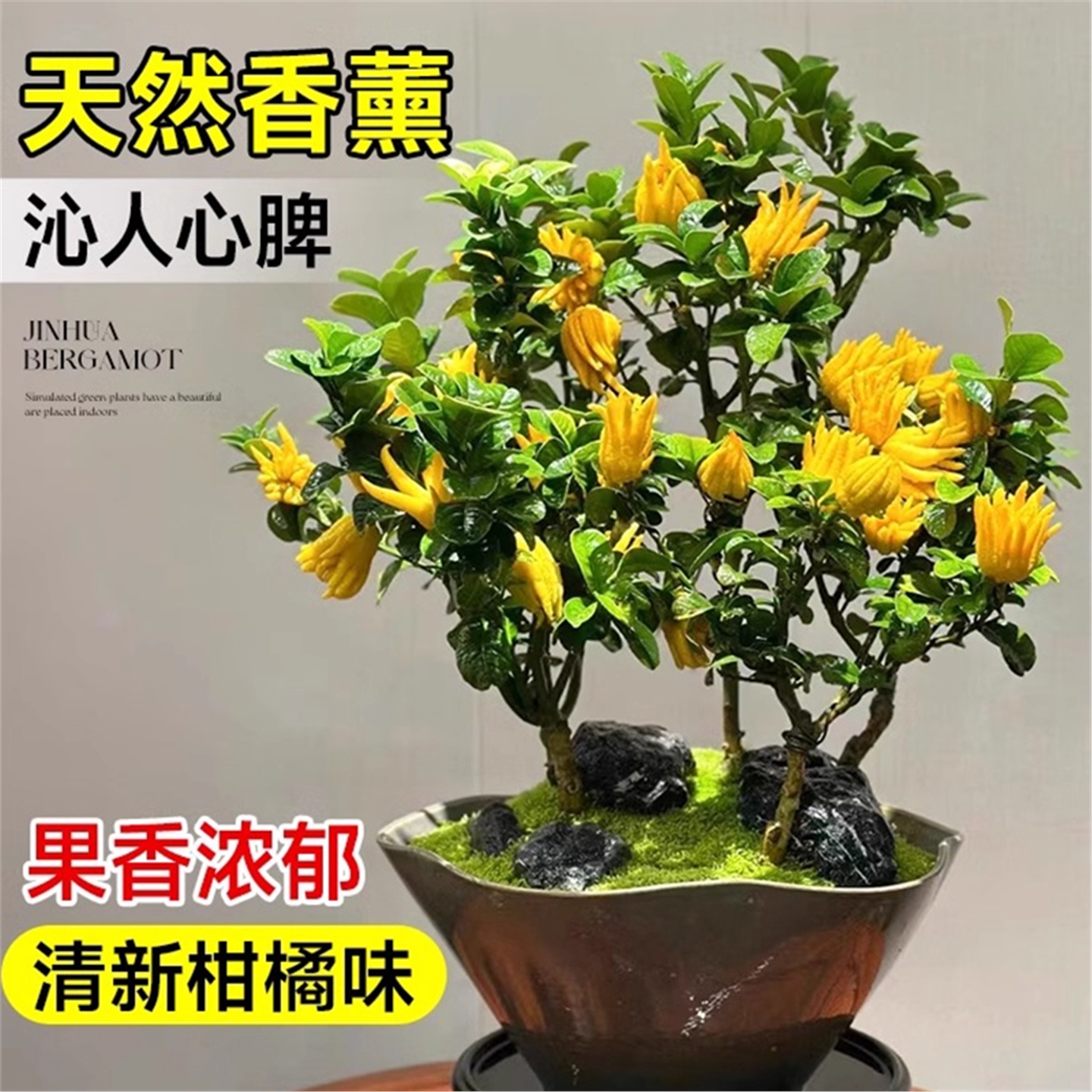 佛手树苗盆栽带果金华佛手柑盆景可食用植物阳台庭院花卉绿植好养,淘宝优惠券,粉丝福利购,淘宝优惠卷