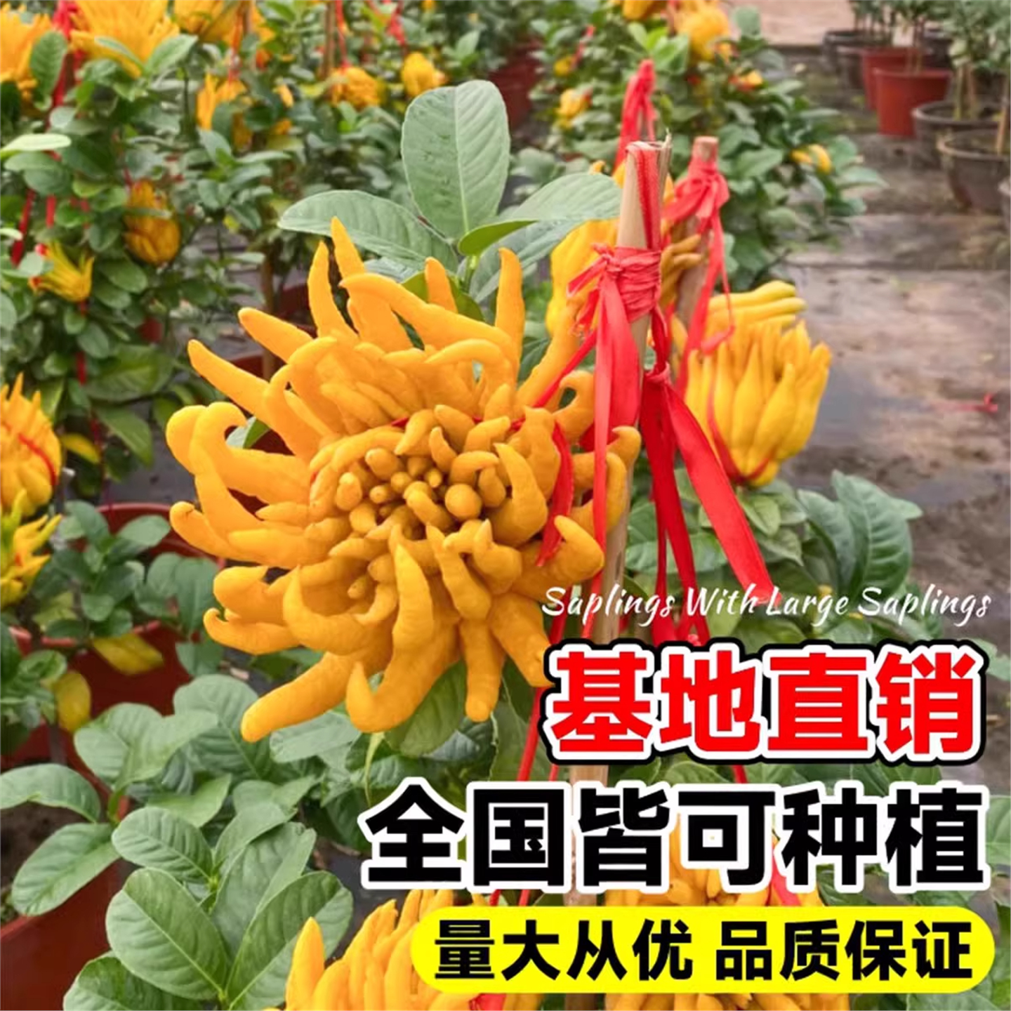 佛手树苗盆栽带果金华佛手柑盆景可食用植物阳台庭院花卉绿植好养,淘宝优惠券,粉丝福利购,淘宝优惠卷