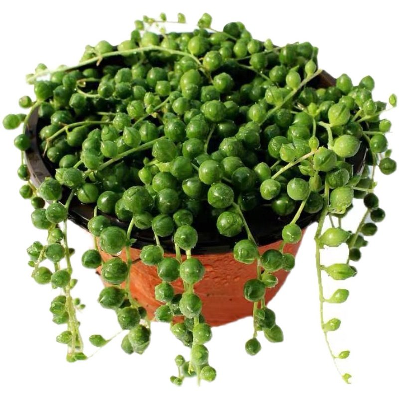 佛珠吊兰盆栽垂吊珍珠吊室内情人泪多肉植物客厅紫玄月爱之蔓,淘宝优惠券,粉丝福利购,淘宝优惠卷