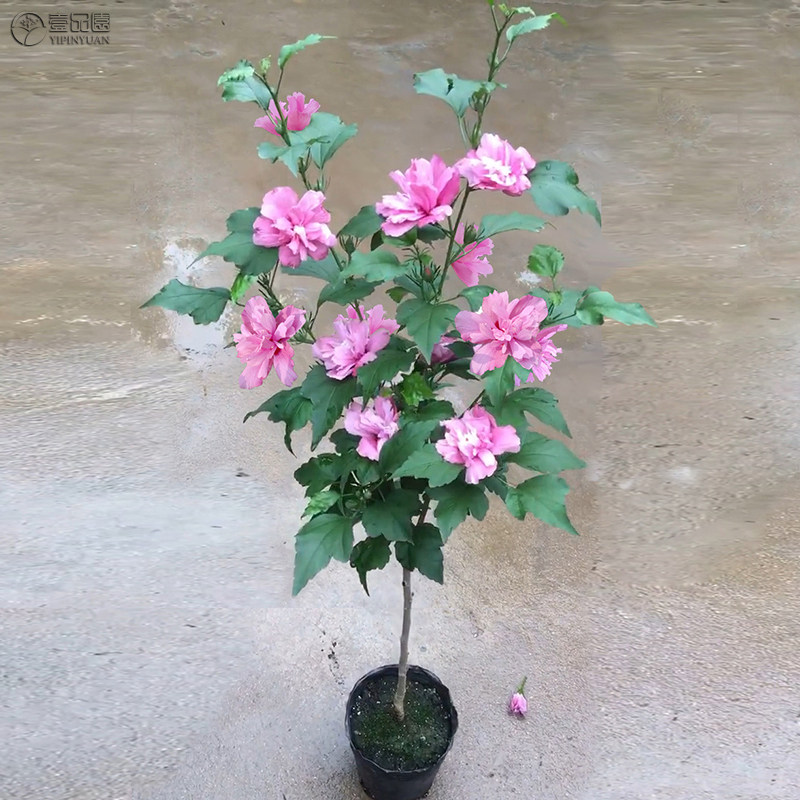 木槿花盆栽重瓣大花花苗耐寒耐热花卉苗木可食用木槿树苗,淘宝优惠券,粉丝福利购,淘宝优惠卷