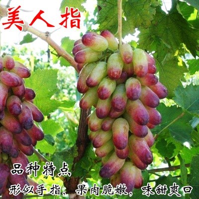 特大阳光玫瑰葡萄树苖无核巨峰盆栽南北方种植地栽耐寒爬藤树果苗-图1