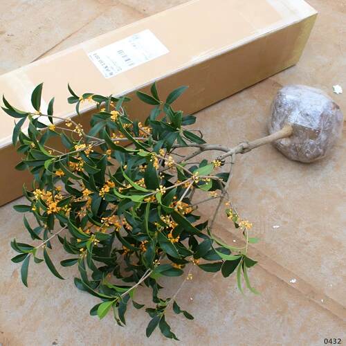 特价处理1-4cm桂花树苗大树8八月金桂丹桂四季桂当年开花盆栽地栽 - 图1