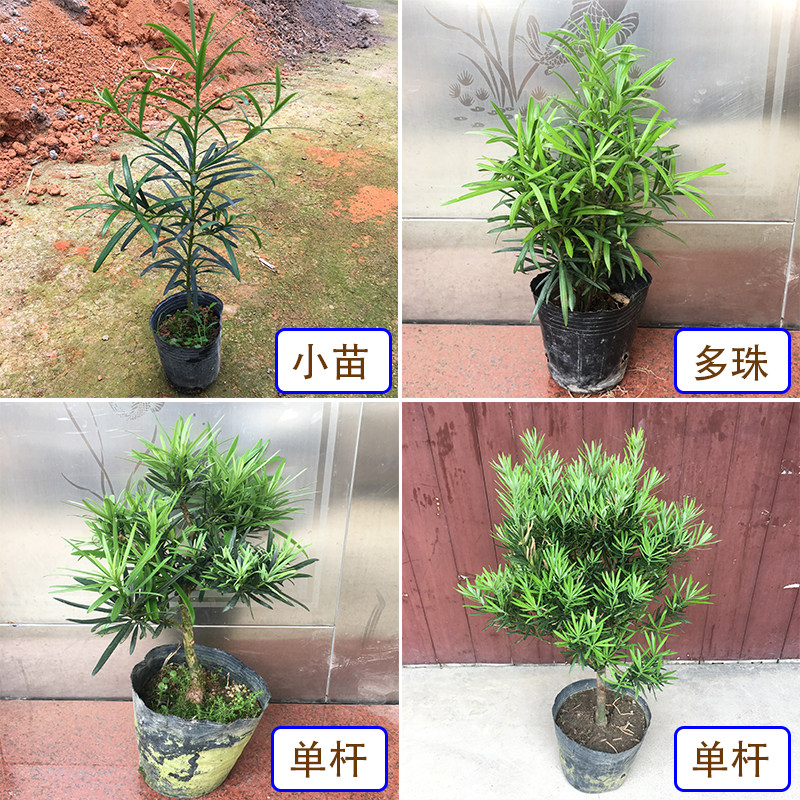 罗汉松名贵大树盆景树桩老桩树苗盆栽造型树大型室外别墅庭院小苗,淘宝优惠券,粉丝福利购,淘宝优惠卷