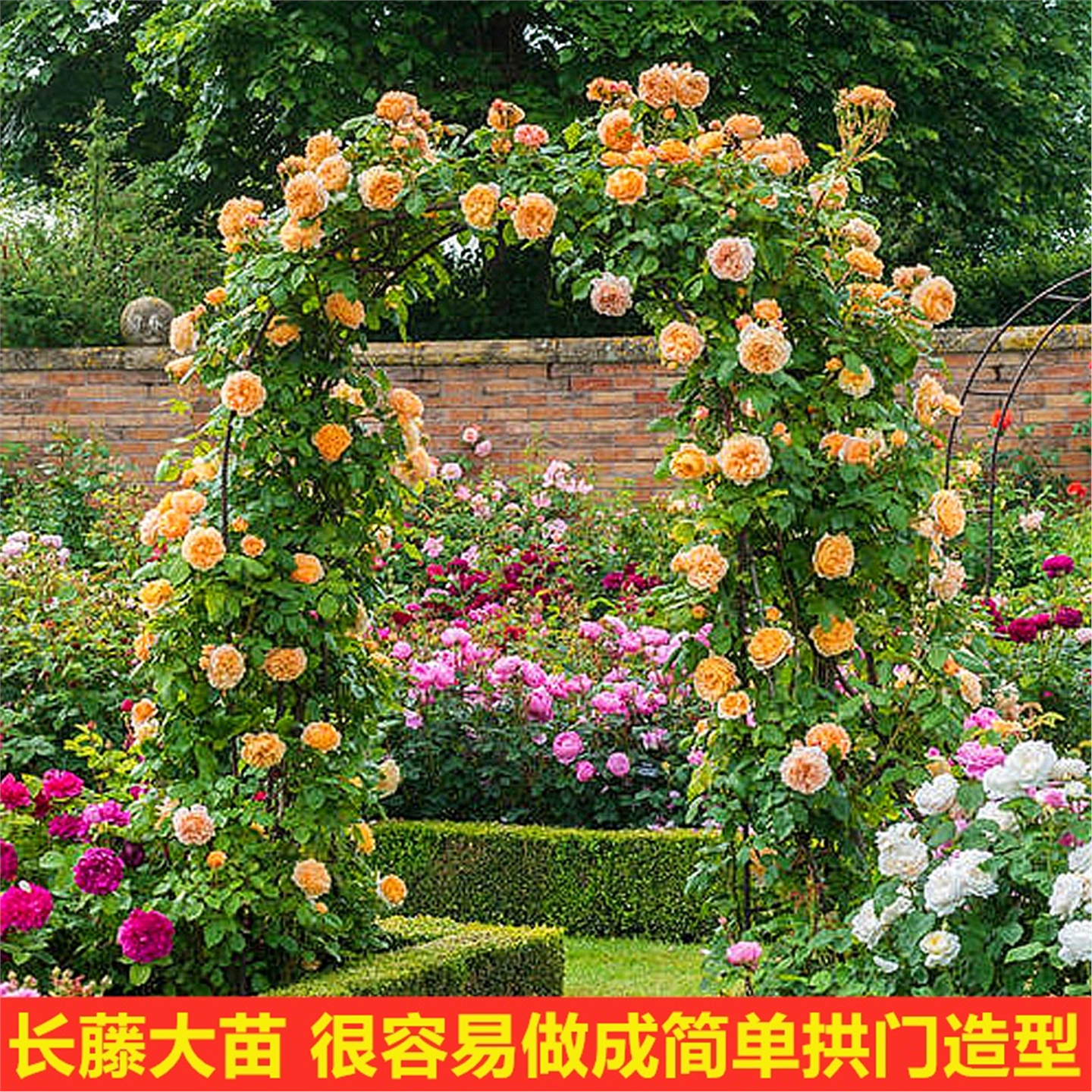 月季蔷薇花苗爬藤多季开花特大花庭院浓香玫瑰花盆栽花卉藤蔓植物,淘宝优惠券,粉丝福利购,淘宝优惠卷