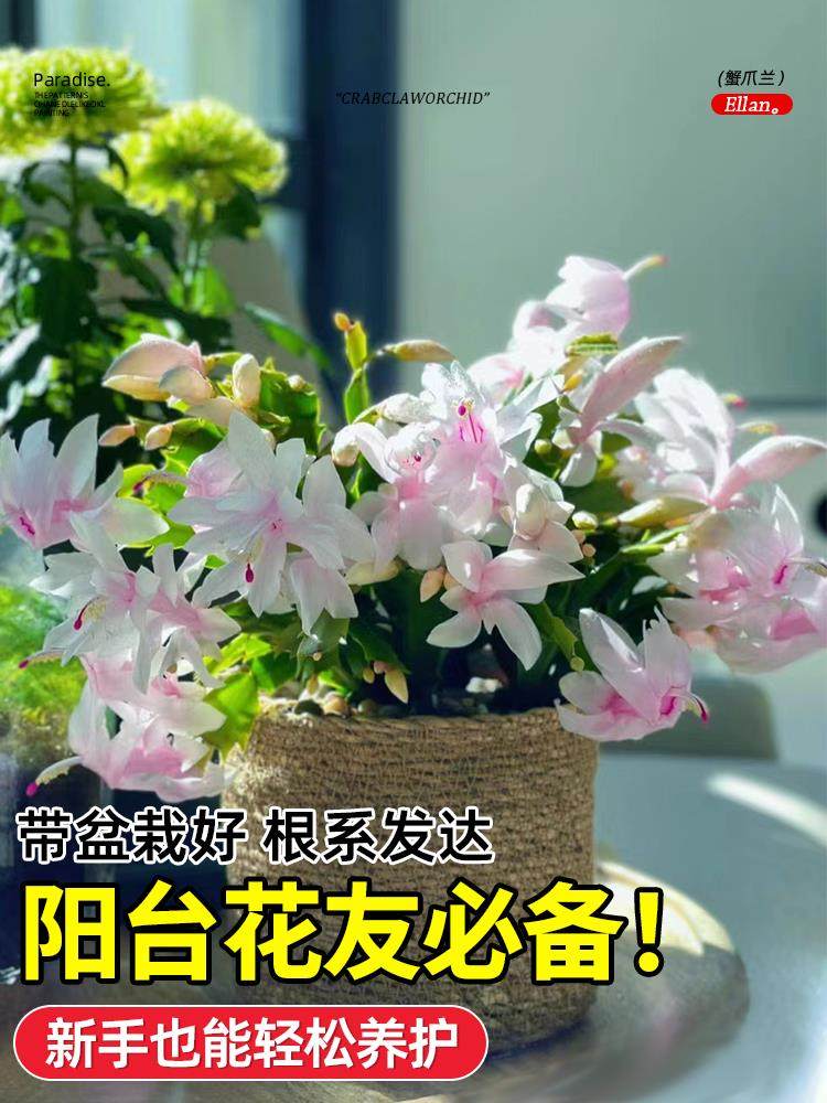 蟹爪兰盆栽带花苞多肉绿植物好养君子兰嫁接蟹爪莲室内花卉客厅,淘宝优惠券,粉丝福利购,淘宝优惠卷