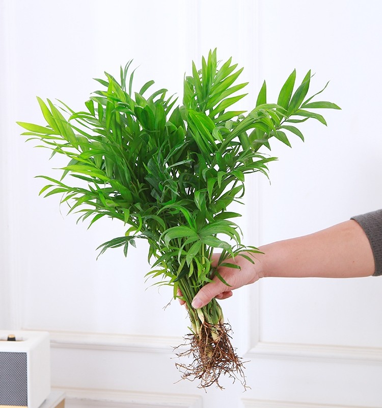 水培袖珍椰子室内绿植凤尾竹懒人盆栽耐阴四季常青办公室桌面摆件,淘宝优惠券,粉丝福利购,淘宝优惠卷