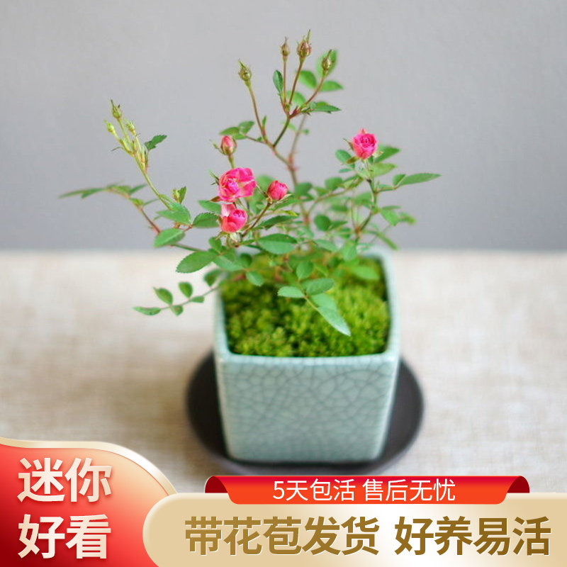 江戸時代 古瀬戸片口鉢14 5cm花入 シダ植物生育 ミニ盆栽 小盆栽花器 松 瀬戸焼花入 花入 花器 花道 茶道 華道 雨漏手 黄瀬戸 5 Off 黄瀬戸
