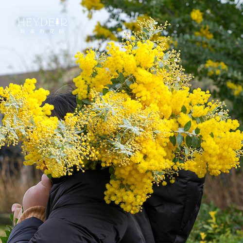 海蒂的花园 银叶金合欢观叶观花植物庭院园林造景冬春开花盆栽苗 - 图2