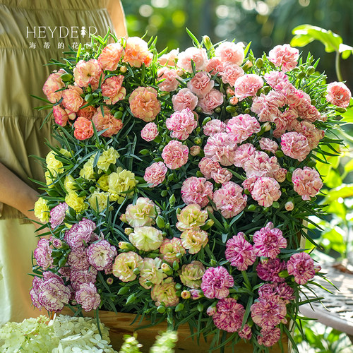 海蒂的花园旗舰店康乃馨盆栽带花苞多季开花易养好活阳台花卉绿植 - 图2
