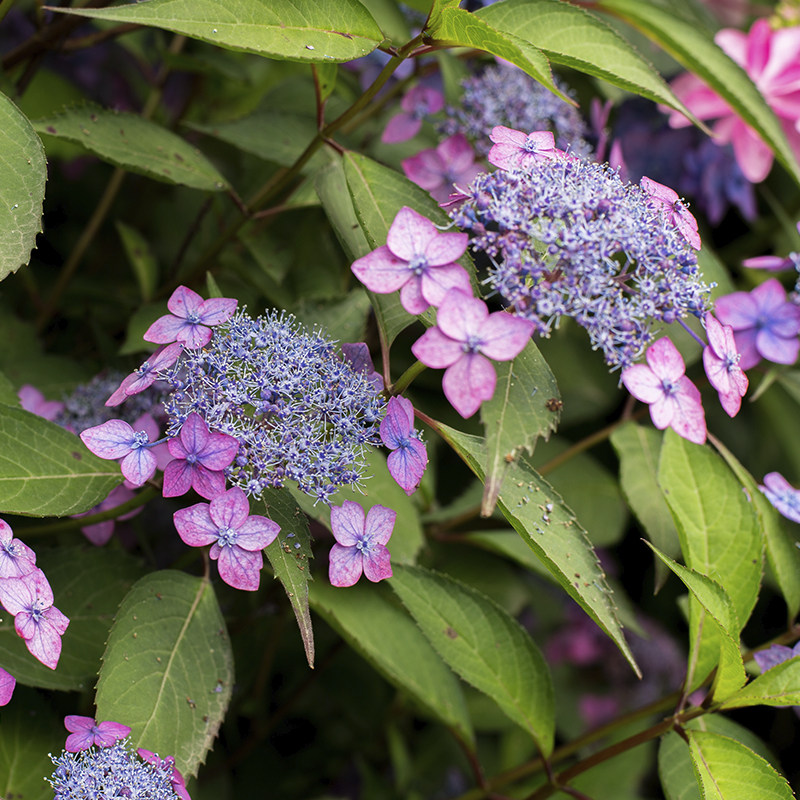 海蒂的花园旗舰店山绣球花庭院阳台易开花花卉植物花境好养盆栽苗,淘宝优惠券,粉丝福利购,淘宝优惠卷