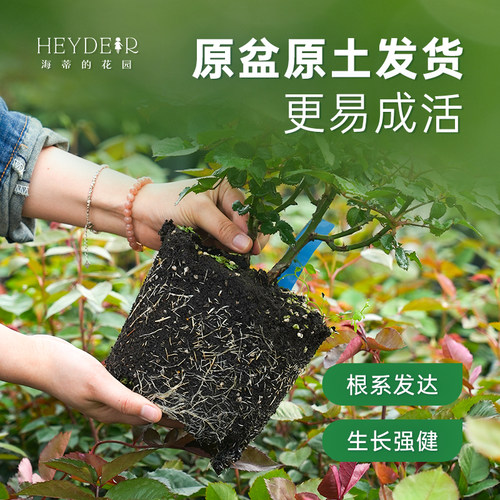 海蒂的花园旗舰店月季庭院阳台多季开花果汁阳台盆栽苗基地直发 - 图1