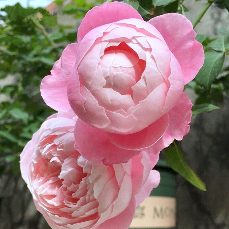 海蒂的花园 羽毛大花灌木月季耐热勤花阳台庭院花卉植物盆栽苗,淘宝优惠券,粉丝福利购,淘宝优惠卷