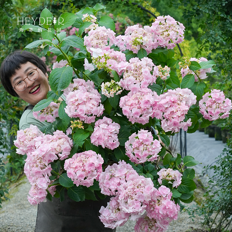 海蒂的花园旗舰店绣球花苗无尽夏花手鞠绣球阳台庭院花卉盆栽植物 - 图0