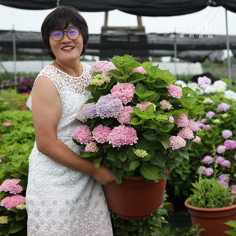 海蒂的花园绣球花苗太阳神殿花手鞠万华镜庭院阳台花卉植物盆栽,淘宝优惠券,粉丝福利购,淘宝优惠卷