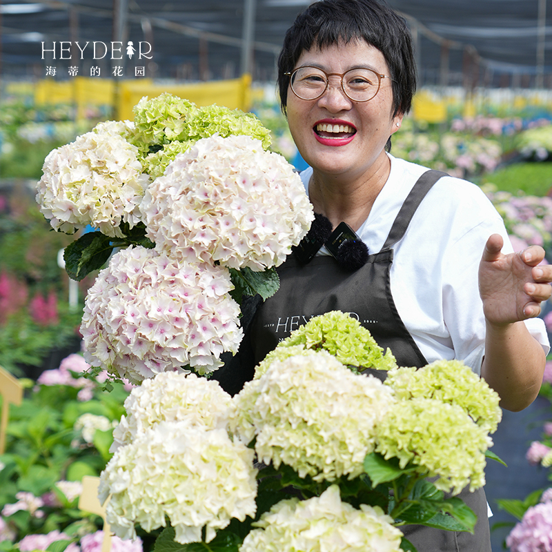 海蒂的花园绣球花苗无尽夏盆栽阳台花卉植物海妈花园庭院大花树苗-图0