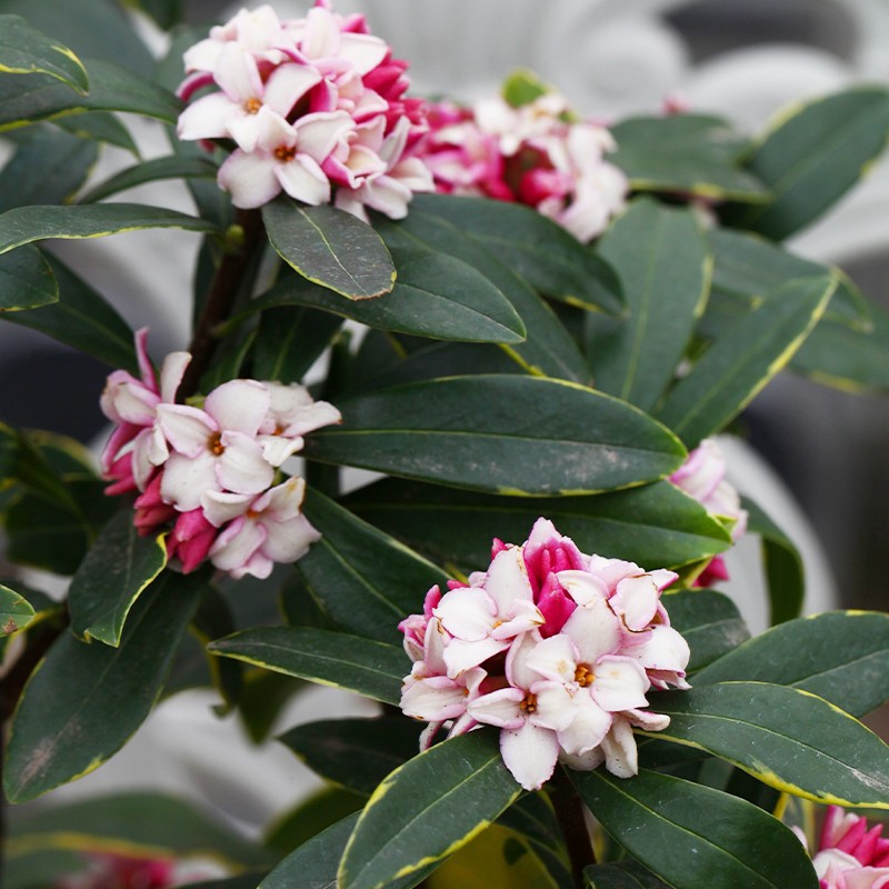 海蒂的花园旗舰店瑞香花卉盆栽冬季开花植物阳台庭院开花绿植 - 图1