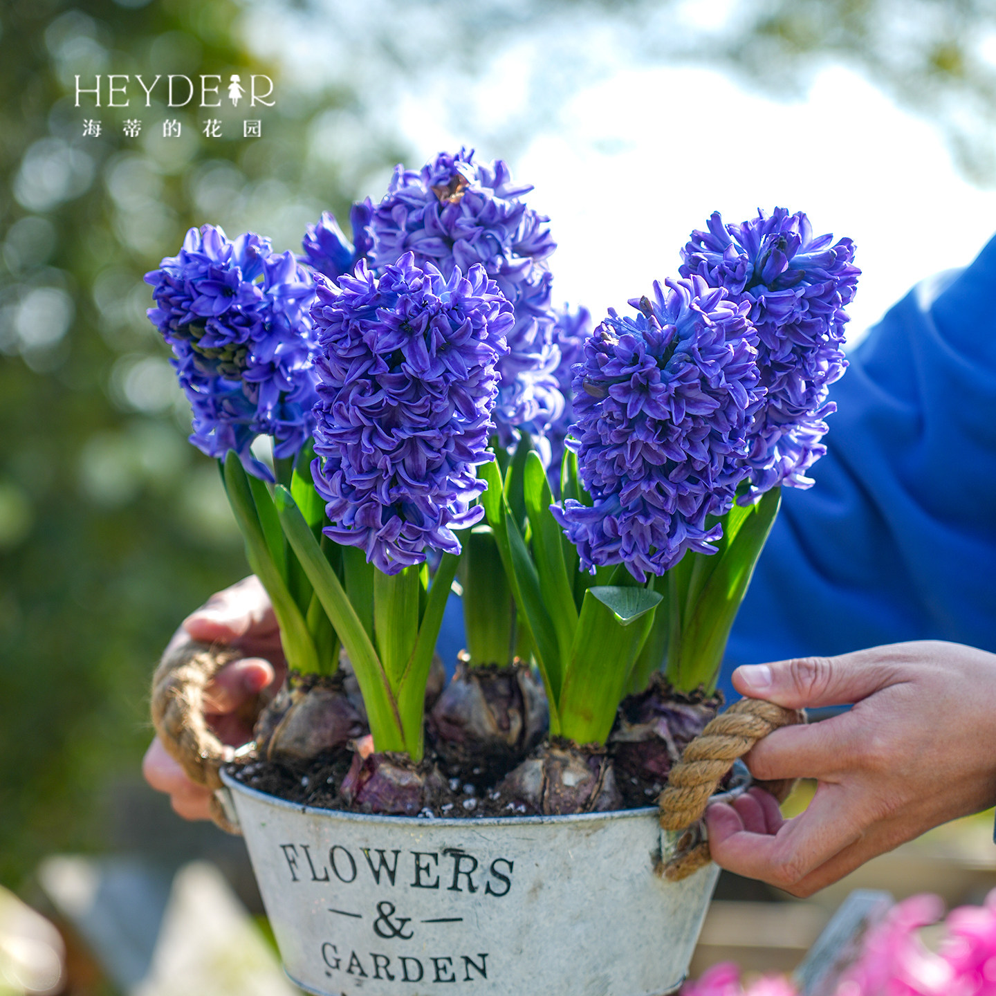 海蒂的花园旗舰店风信子种球球根阳台盆栽地栽水培花卉植物,淘宝优惠券,粉丝福利购,淘宝优惠卷