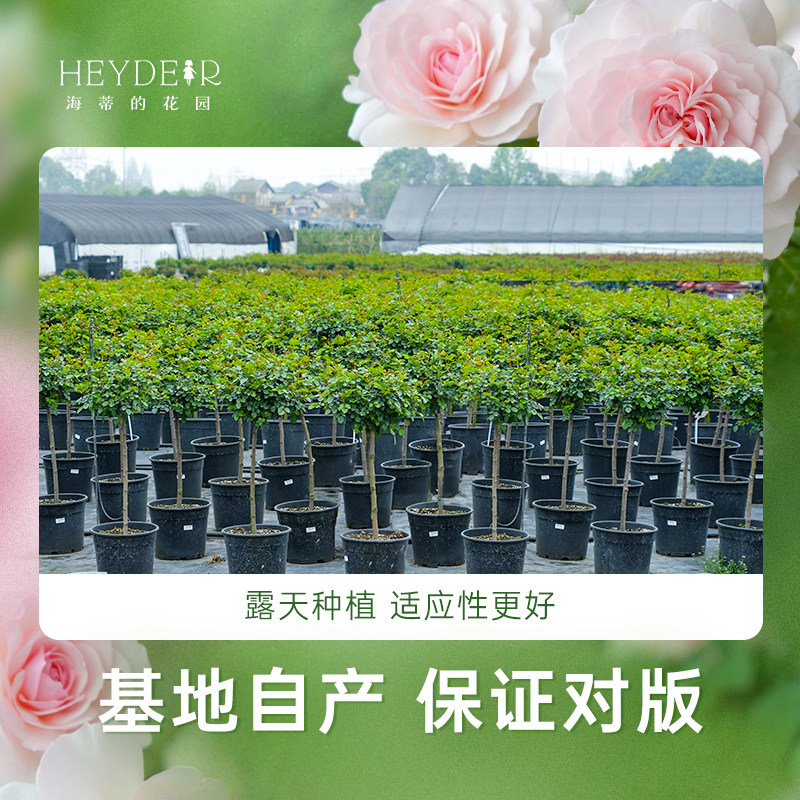 海蒂的花园旗舰店月季棒棒糖果汁阳台海神王阳台花卉盆栽植物苗,淘宝优惠券,粉丝福利购,淘宝优惠卷