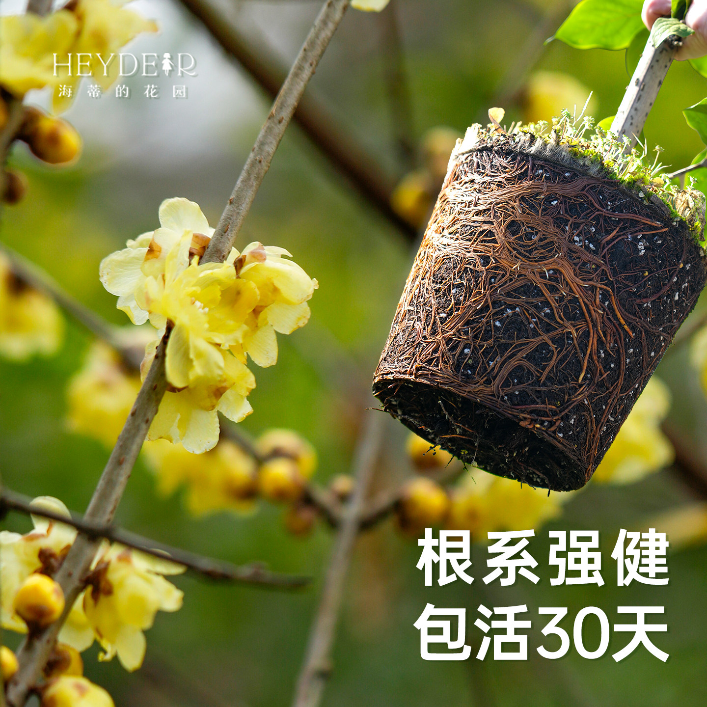 海蒂的花园旗舰店腊梅树苗带花苞地栽冬季耐寒花卉盆栽庭院植物,淘宝优惠券,粉丝福利购,淘宝优惠卷