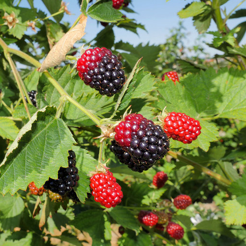 海蒂的花园旗舰店黑莓树莓果树浆果耐寒好养庭院露台植物盆栽苗 - 图3