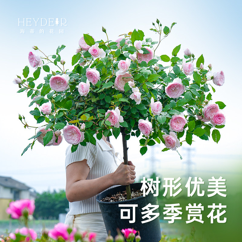 海蒂的花园旗舰店月季棒棒糖果汁阳台海神王阳台花卉盆栽植物苗,淘宝优惠券,粉丝福利购,淘宝优惠卷