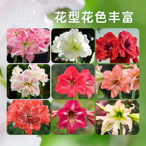 海蒂的花园旗舰店朱顶红种球重瓣阿弗雷进口开花球花卉植物室内花 - 图2