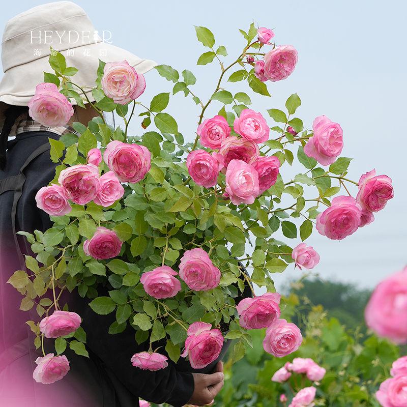 海蒂的花园 草莓杏仁饼直立多头月季勤花庭院阳台花卉植物盆栽苗,淘宝优惠券,粉丝福利购,淘宝优惠卷