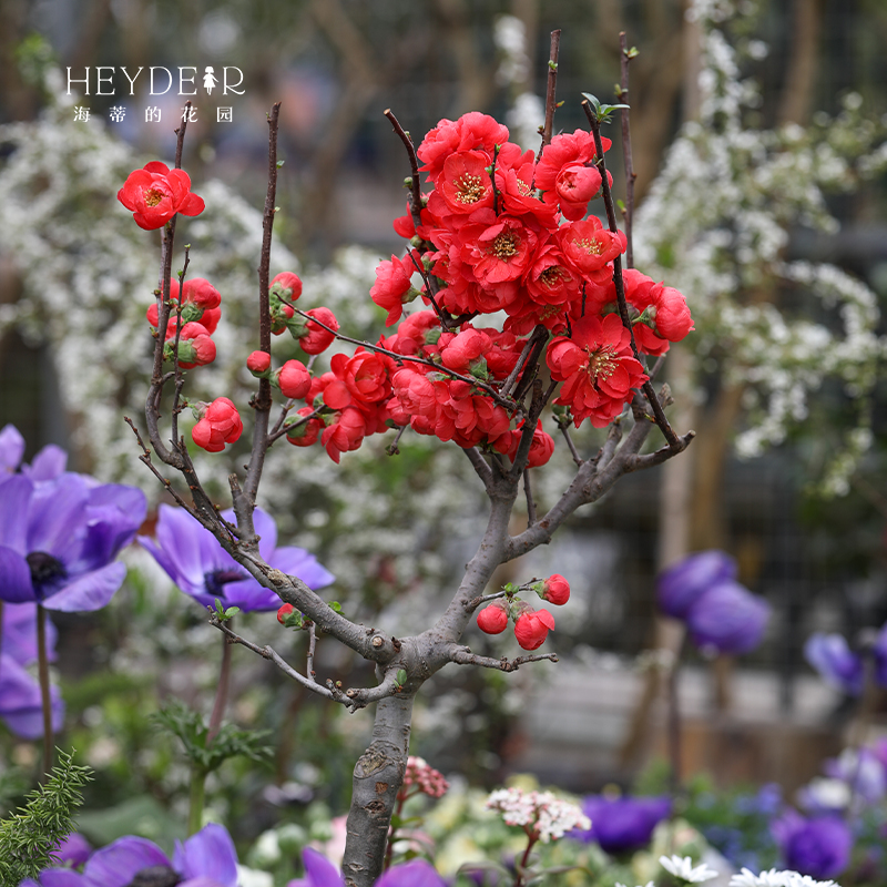 海蒂的花园垂丝海棠好养木本花卉庭院风景树地栽盆栽盆景植物树苗 - 图1