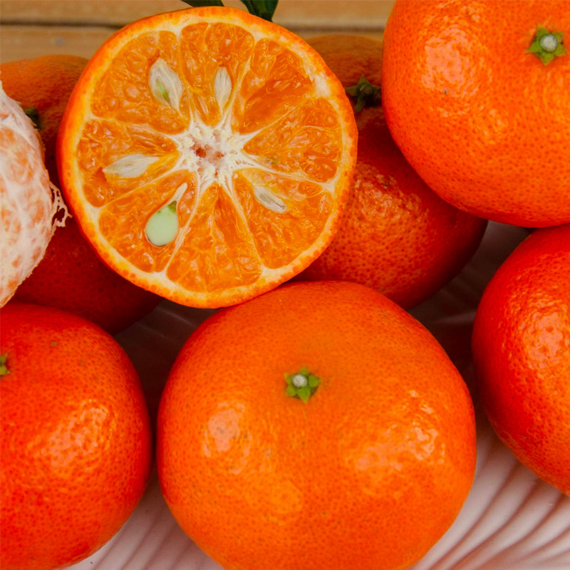 海蒂的花园旗舰店水果树果苗橘子树苗金桔树盆栽大树苗柑子树年桔,淘宝优惠券,粉丝福利购,淘宝优惠卷