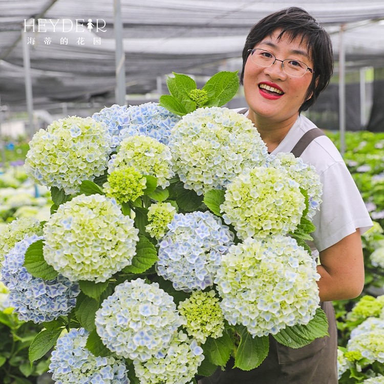 海蒂的花园绣球花苗太阳神殿花手鞠万华镜庭院阳台花卉植物盆栽,淘宝优惠券,粉丝福利购,淘宝优惠卷