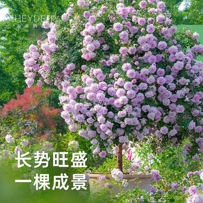 海蒂的花园旗舰店月季棒棒糖果汁阳台海神王阳台花卉盆栽植物苗,淘宝优惠券,粉丝福利购,淘宝优惠卷