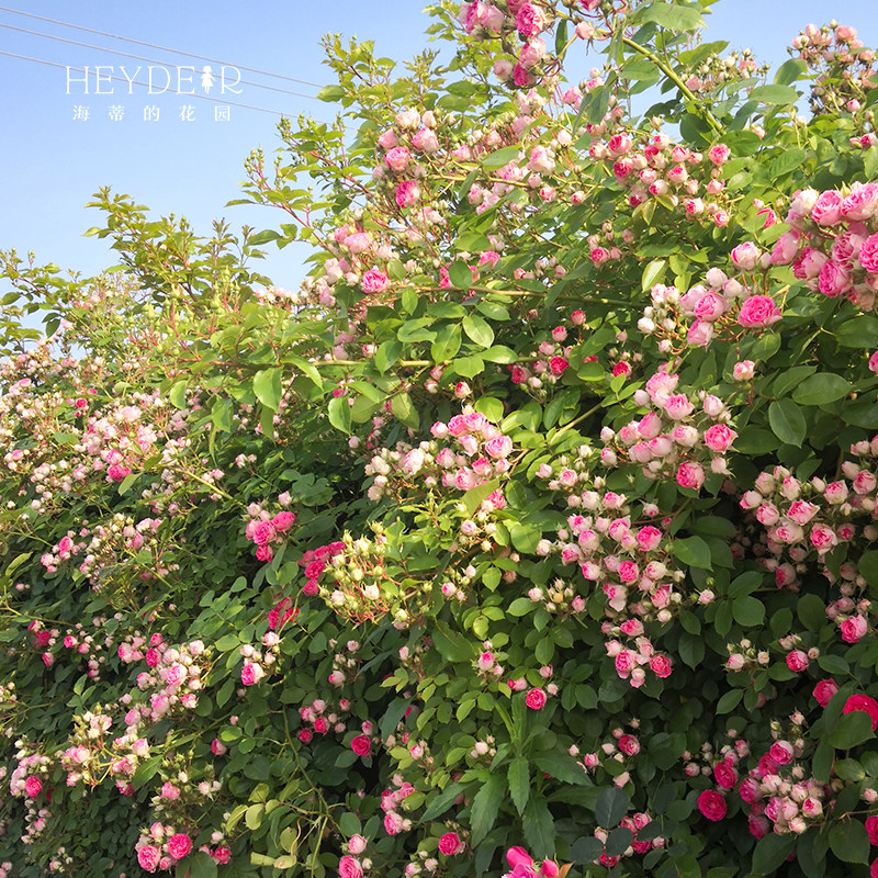 海蒂的花园 胭脂扣藤本丰花月季花墙拱门栅栏阳台爬藤花卉盆栽苗,淘宝优惠券,粉丝福利购,淘宝优惠卷