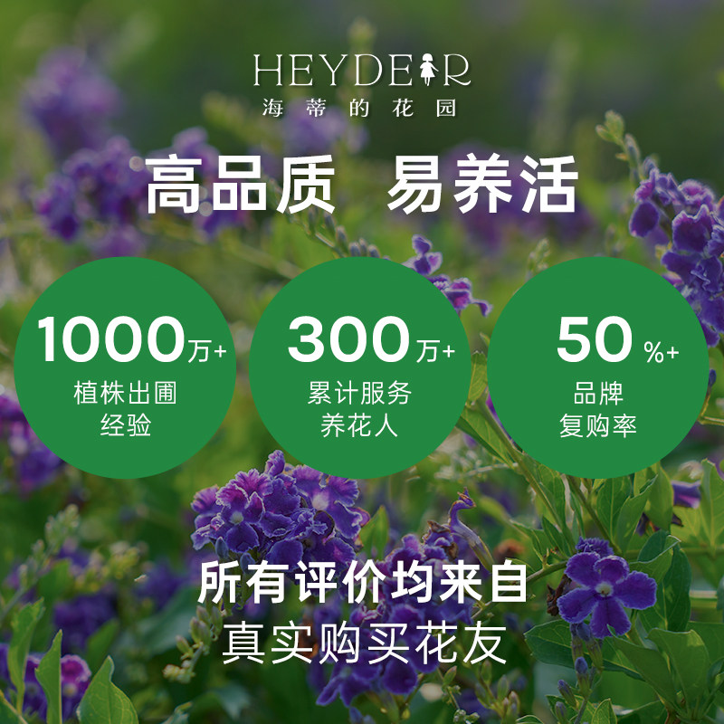 海蒂的花园 金露花紫色花常绿开花灌木庭院木本植物花卉盆栽苗,淘宝优惠券,粉丝福利购,淘宝优惠卷