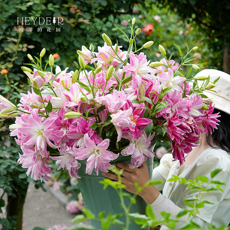 海蒂的花园旗舰店百合种球进口重瓣香水切花品种球根植物裸球根 - 图2