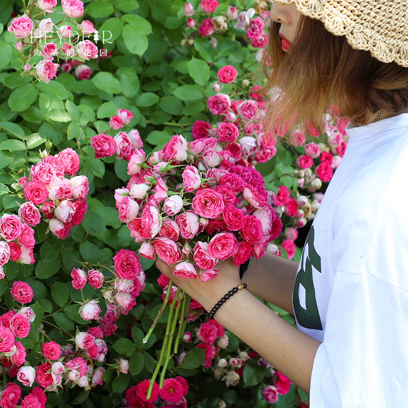 海蒂的花园 胭脂扣藤本丰花月季花墙拱门栅栏阳台爬藤花卉盆栽苗,淘宝优惠券,粉丝福利购,淘宝优惠卷
