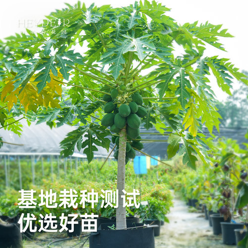 海蒂的花园旗舰店木瓜盆栽苗树苗南方种植庭院盆栽地栽果树果苗 - 图0