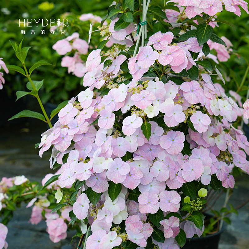 海蒂的花园绣球花苗逃跑新娘丰花可垂吊阳台庭院花卉植物盆栽花苗,淘宝优惠券,粉丝福利购,淘宝优惠卷