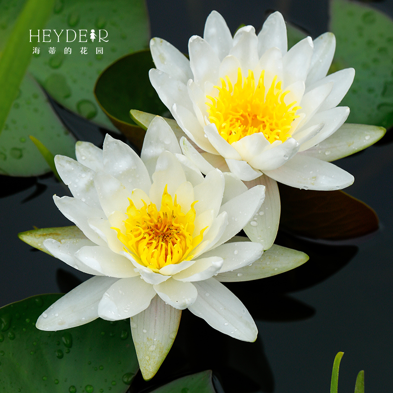 海蒂的花园旗舰店睡莲水培植物多年生庭院阳台盆栽花卉莲花裸根 - 图2