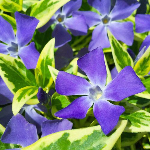 海蒂的花园花叶蔓长春常绿耐阴多年生垂吊花卉阳台花园植物盆栽苗 - 图1