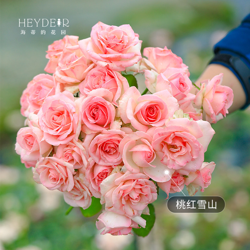海蒂的花园旗舰店月季花苗小苗大花新品月季花盆栽果汁阳台月季,淘宝优惠券,粉丝福利购,淘宝优惠卷