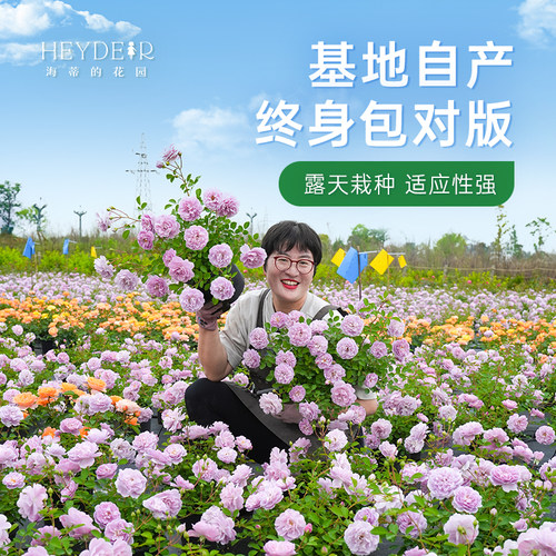 海蒂的花园旗舰店月季庭院阳台多季开花果汁阳台盆栽苗基地直发 - 图0