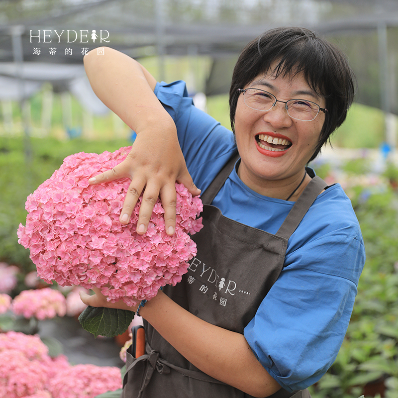 海蒂的花园旗舰店绣球花苗无尽夏花手鞠绣球阳台庭院花卉盆栽植物-图1