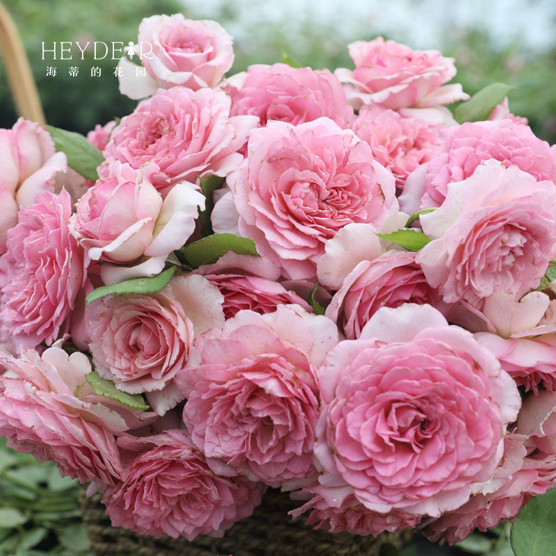 海蒂的花园罗衣藤本少刺月季花墙拱门爬藤阳台庭院花卉植物盆栽苗,淘宝优惠券,粉丝福利购,淘宝优惠卷