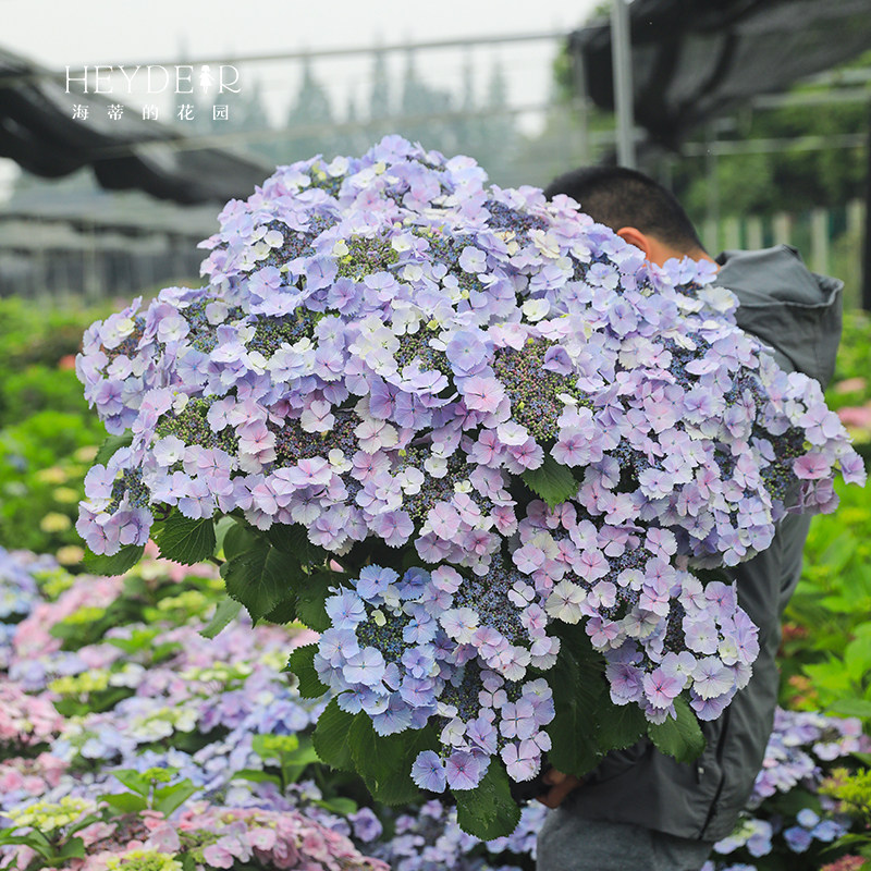 海蒂的花园旗舰店大花绣球无尽夏绣球花佳澄花手鞠有松花卉盆栽苗,淘宝优惠券,粉丝福利购,淘宝优惠卷