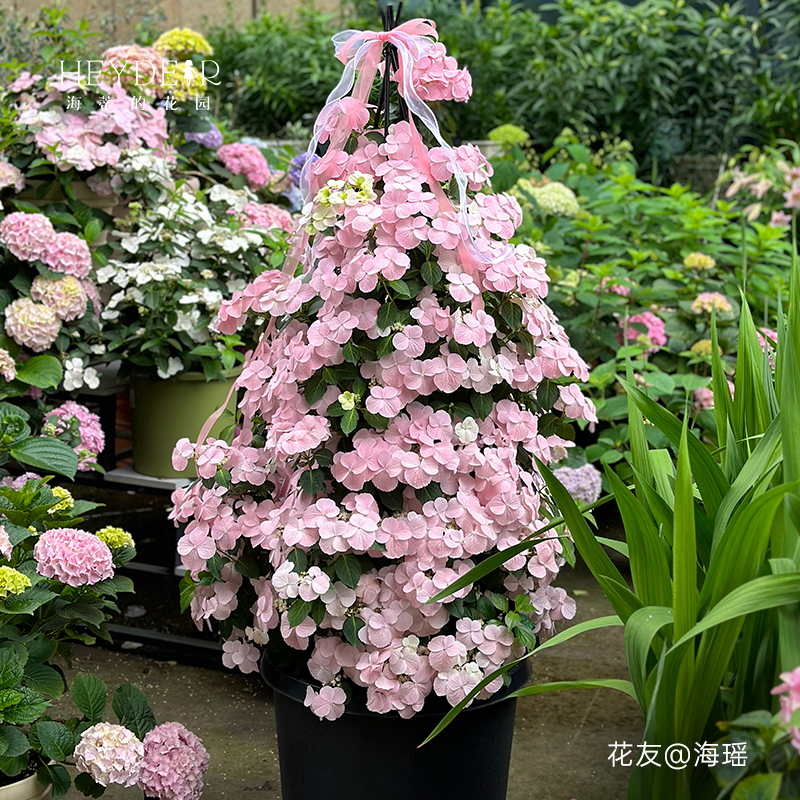 海蒂的花园绣球花苗逃跑新娘丰花可垂吊阳台庭院花卉植物盆栽花苗-图3